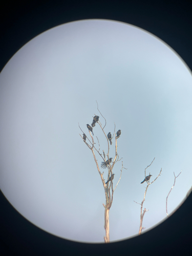 Common Grackle observed by newta