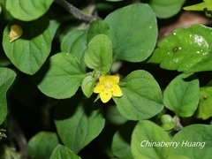 Lysimachia japonica