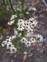 Ixodia achillaeoides