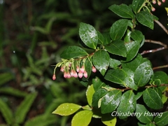 Vaccinium wrightii