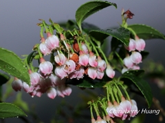 Vaccinium wrightii