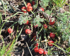 Ephedra monosperma