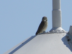 Falco sparverius