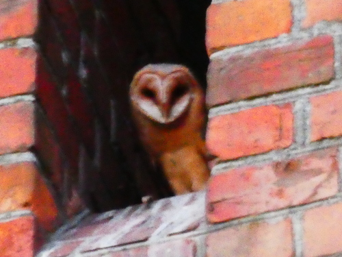 Western Barn Owl