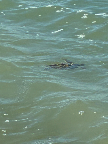 Green Sea Turtle observed by austin_hedgess