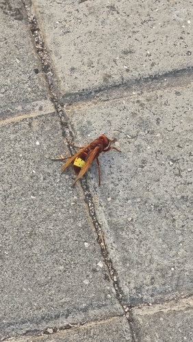 Oriental Hornet