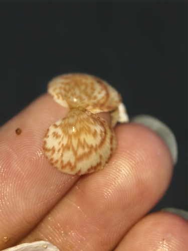 Fulvia mutica observed 2026-08-12
