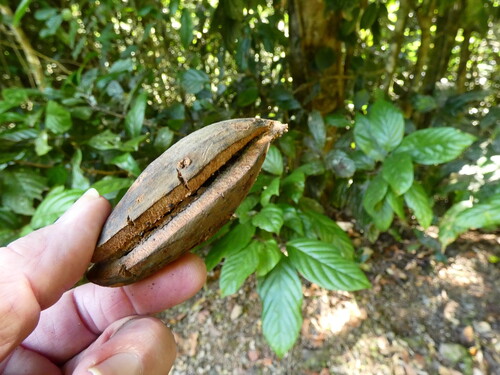 Cardwellia sublimis, photograph 3