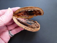 Cardwellia sublimis, photograph (c) Steve Fitzgerald, some rights reserved (CC BY-SA)