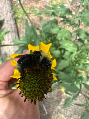 iNaturalist observation photo of Indiscriminate Cuckoo Bumble Bee