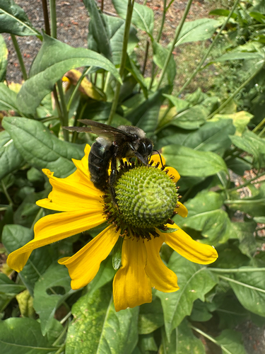 iNaturalist observation photo of Western Carpenter Bee