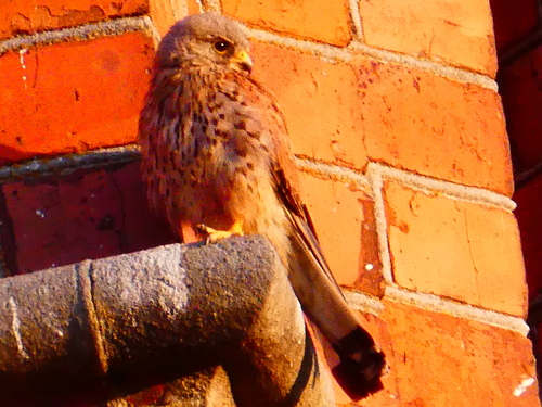 Eurasian Kestrel