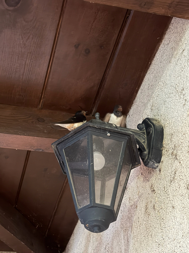 Barn Swallow