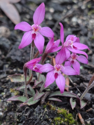 pink fairy orchid