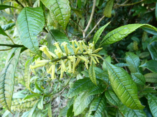 Polyosma rhytiphloia observed 2026-08-12