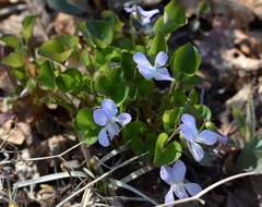 Viola sacchalinensis
