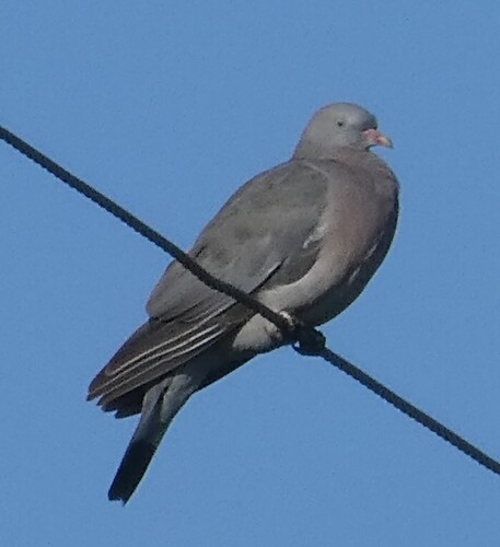 Common Wood-Pigeon