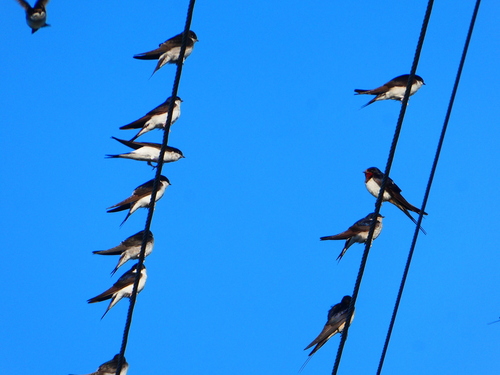 Western House Martin