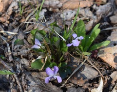 Viola sacchalinensis