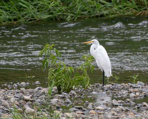 Great Egret observed by chrisjp