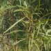 Acacia cyanophylla