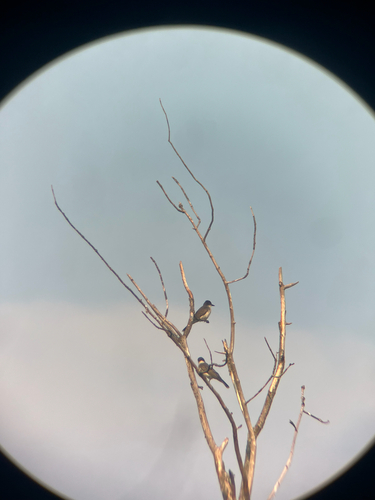 Eastern Kingbird observed by newta