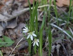 Gagea triflora
