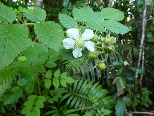 Rubus probus, photograph 5