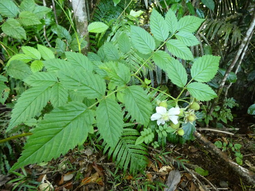 Rubus probus, photograph 1
