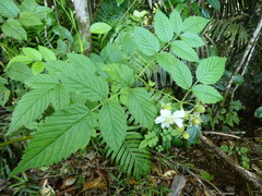 (c) Steve Fitzgerald, some rights reserved (CC BY-SA) Rubus probus, photograph (c) Steve Fitzgerald, some rights reserved (CC BY-SA)