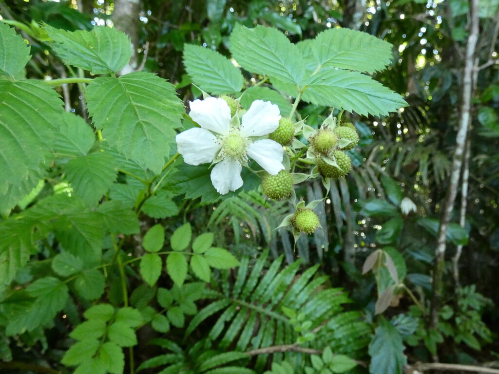 Rubus probus; photograph (c) Steve Fitzgerald, some rights reserved (CC BY-SA)