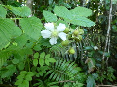 Rubus probus