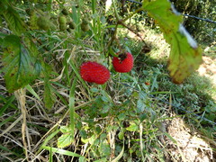 (c) Steve Fitzgerald, some rights reserved (CC BY-SA) Rubus probus, photograph (c) Steve Fitzgerald, some rights reserved (CC BY-SA)