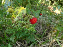 (c) Steve Fitzgerald, some rights reserved (CC BY-SA) Rubus probus, photograph (c) Steve Fitzgerald, some rights reserved (CC BY-SA)