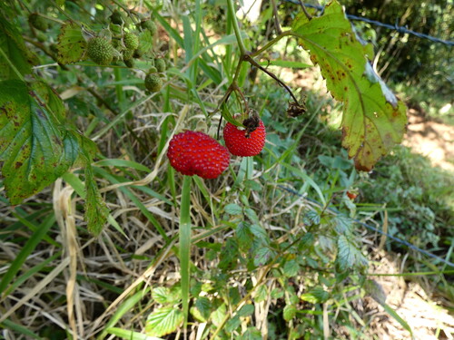 Rubus probus, photograph 4