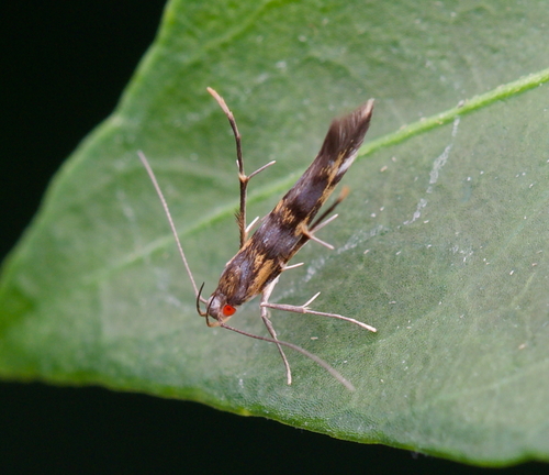 Labdia dicyanitis, 2026-08-09