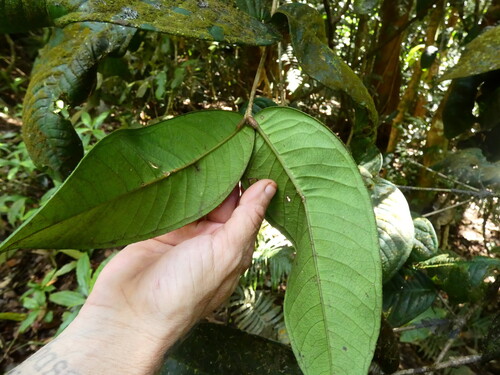 Syzygium erythrocalyx, photograph 1