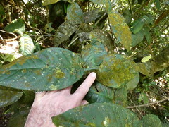 Syzygium erythrocalyx