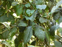 Syzygium erythrocalyx, photograph (c) Steve Fitzgerald, some rights reserved (CC BY-SA)