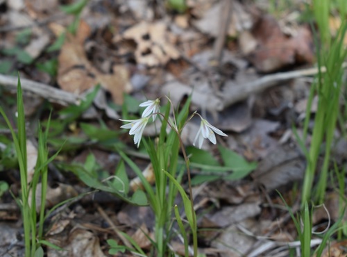 Image of Gagea triflora by (c) Repina Tatyana, some rights reserved (CC BY)