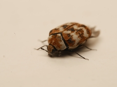 Anthrenus verbasci