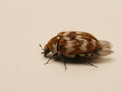 Anthrenus verbasci