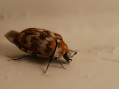 Anthrenus verbasci