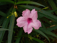 Ruellia simplex