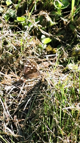 Speckled Wood