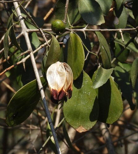Pristimera longipetiolata, photograph 3