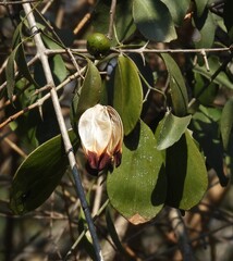 Pristimera longipetiolata, photograph (c) Mark Clarke, some rights reserved (CC BY)