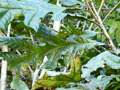 Athertonia diversifolia, photograph (c) Steve Fitzgerald, some rights reserved (CC BY-SA)