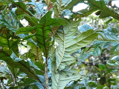 Athertonia diversifolia