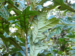 Athertonia diversifolia, photograph (c) Steve Fitzgerald, some rights reserved (CC BY-SA)